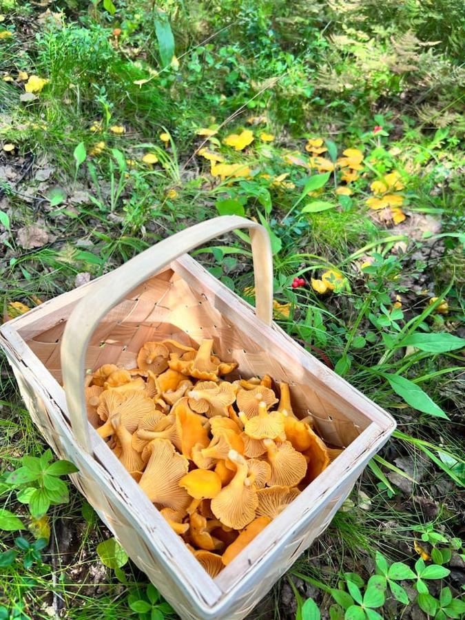 Gemuetliches Blockhaus Im Wald Hébergement de vacances
